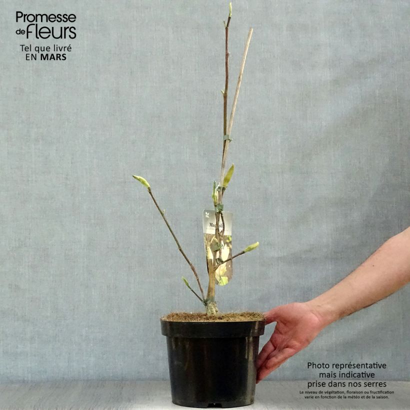 Spécimen de Magnolia brooklynensis Eva Maria en pot de 4L/5L tel que livré au printemps