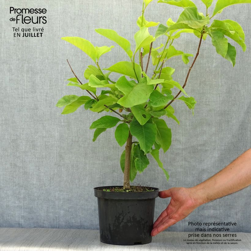 Spécimen de Magnolia brooklynensis Yellow Bird Pot de 3L/4L tel que livré en été