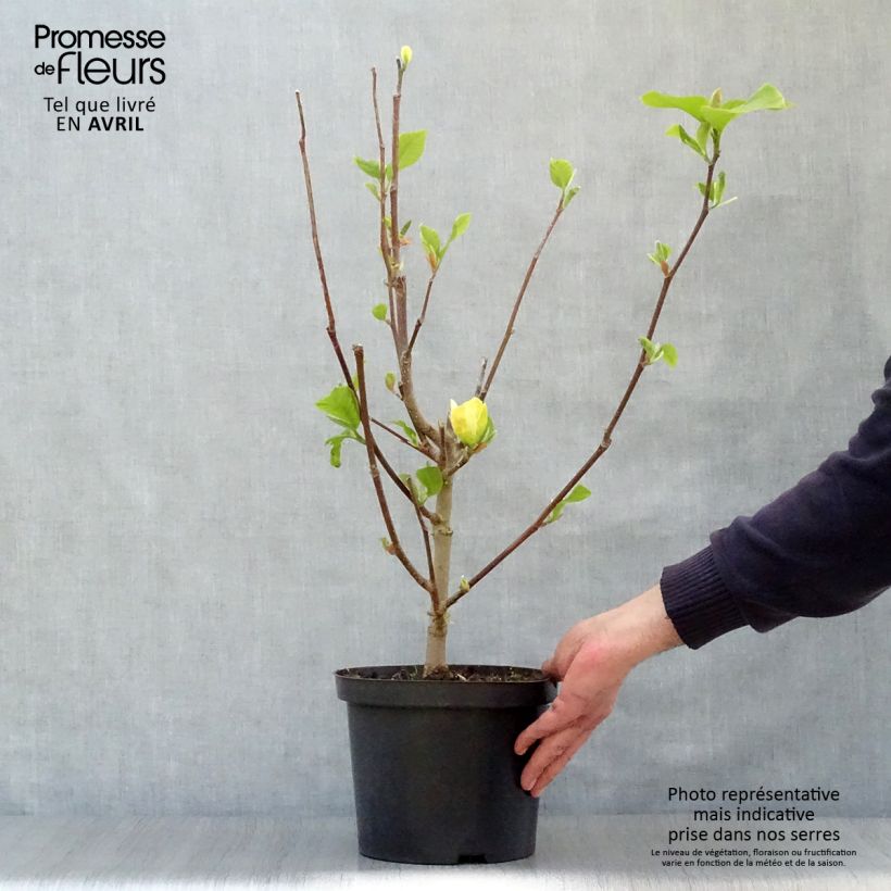 Spécimen de Magnolia brooklynensis Yellow Bird Pot de 3L/4LHauteur livrée env. 40/60cm tel que livré au printemps