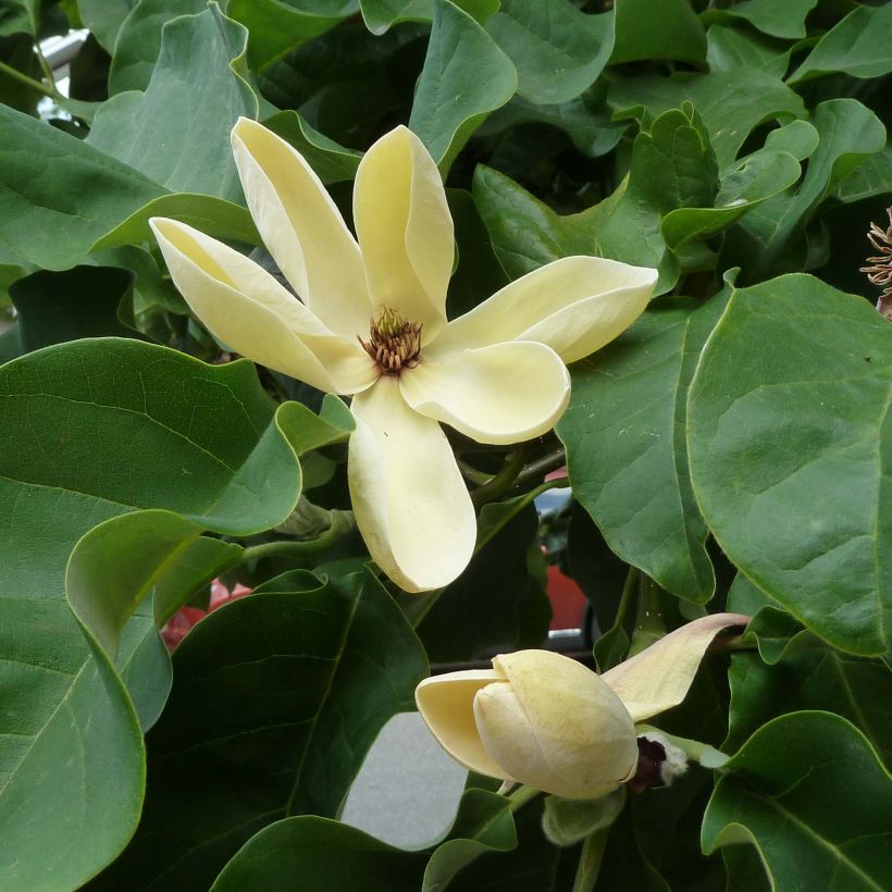 Magnolia brooklynensis Yellow Bird (Floraison)
