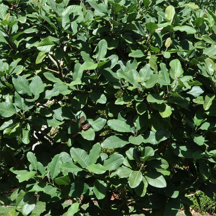 Magnolia delavayi - Magnolia de Chine  (Feuillage)