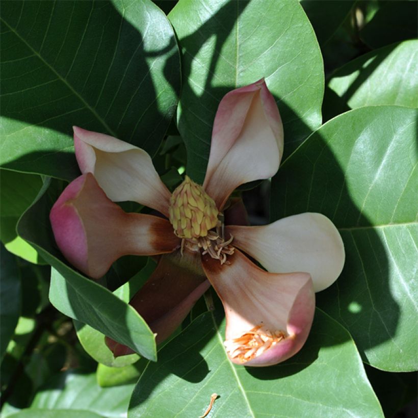 Magnolia delavayi - Magnolia de Chine  (Floraison)