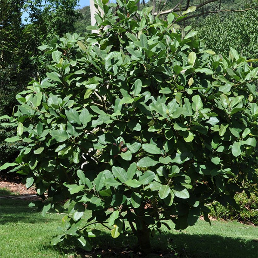 Magnolia delavayi - Magnolia de Chine  (Port)
