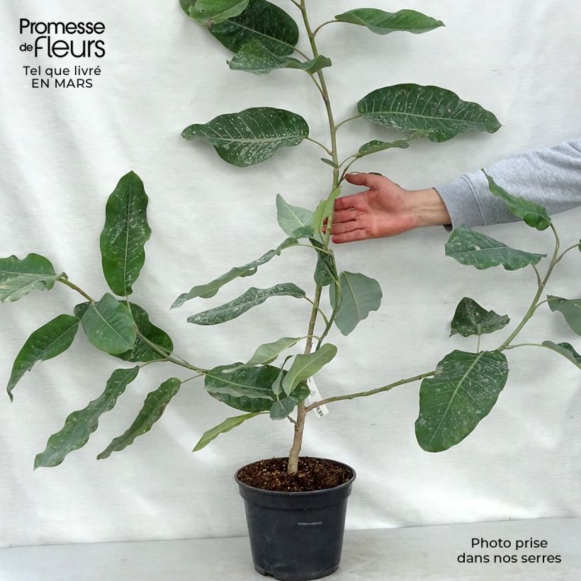 Spécimen de Magnolia delavayi - Magnolia de Chine en pot de 3/4L tel que livré au printemps