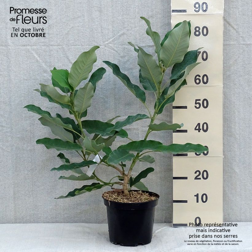 Spécimen de Magnolia delavayi - Magnolia de Chine  Pot de 3L/4L tel que livré en automne
