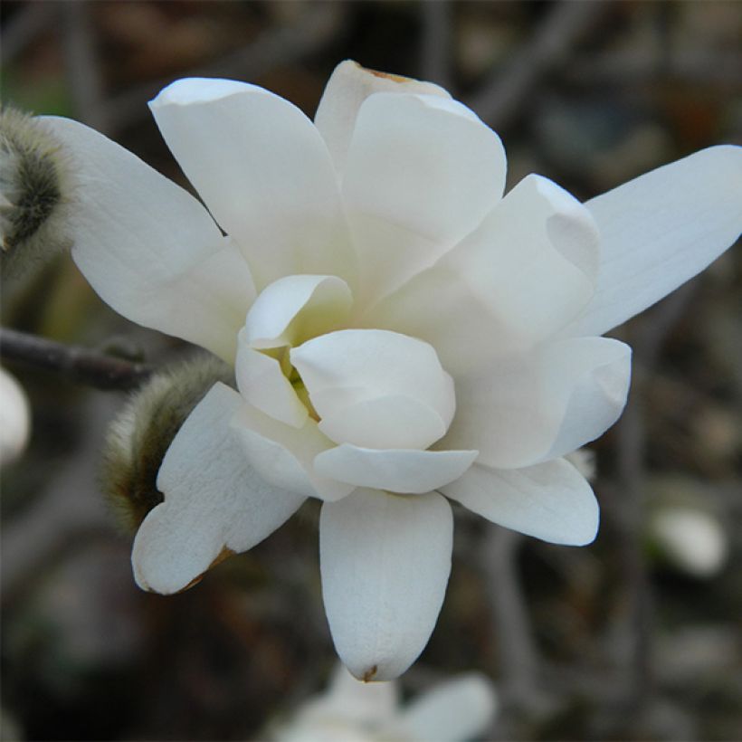 Magnolia denudata Double Diamond - Magnolia Yulan (Floraison)