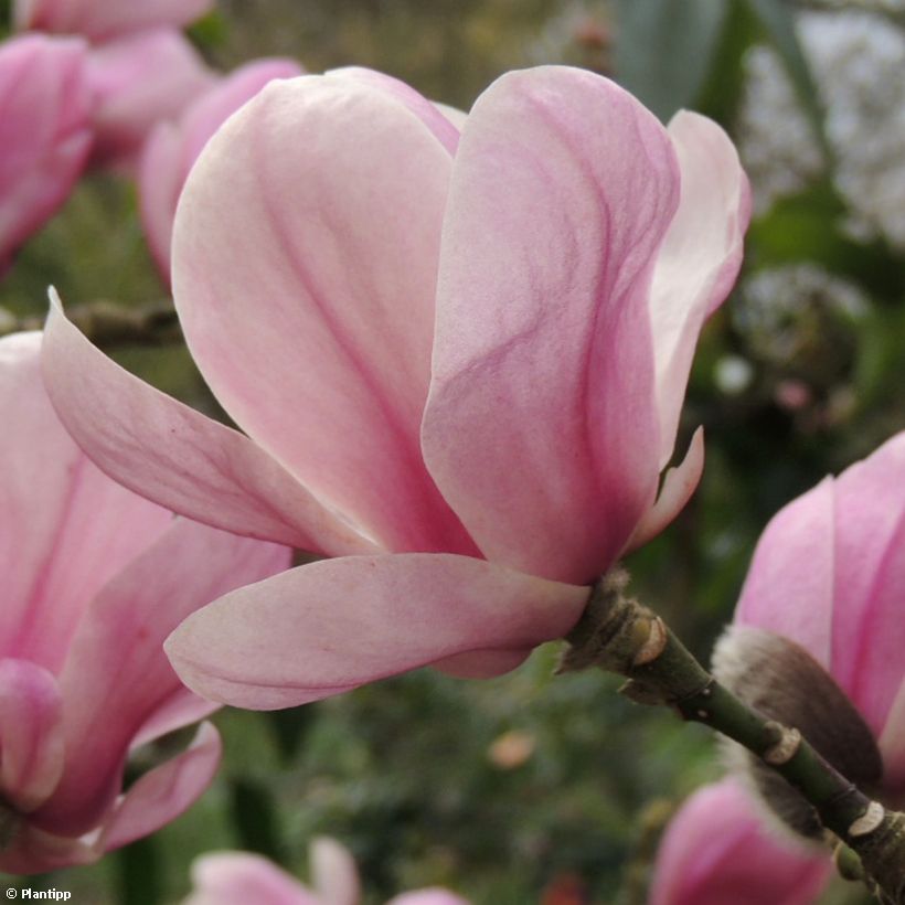 Magnolia denudata Festirose (Floraison)