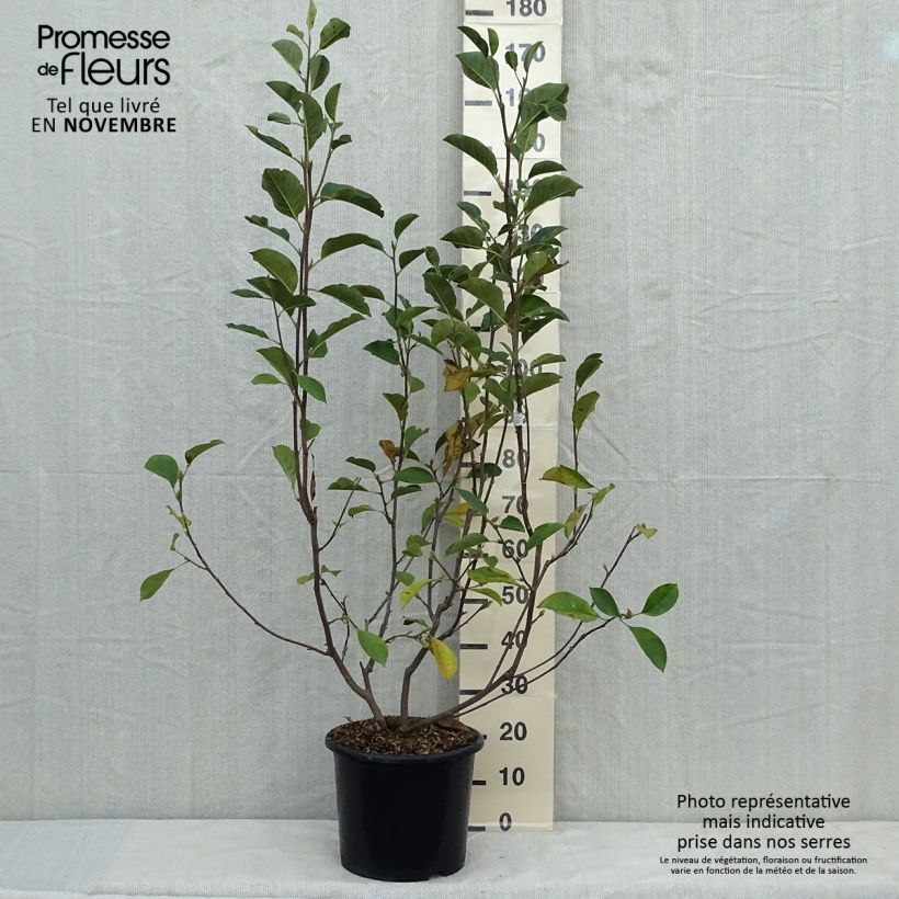 Spécimen de Magnolia denudata Festirose Pot de 7,5L/10L tel que livré en automne