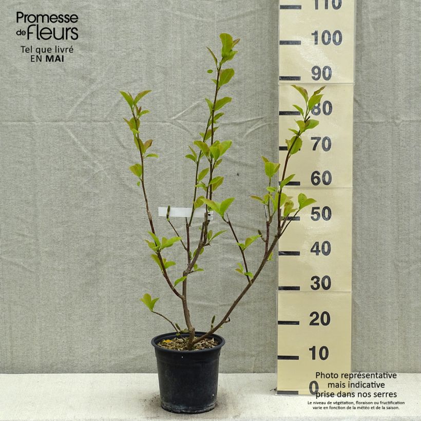 Spécimen de Magnolia denudata Festirose en pot de 4l/5l tel que livré au printemps