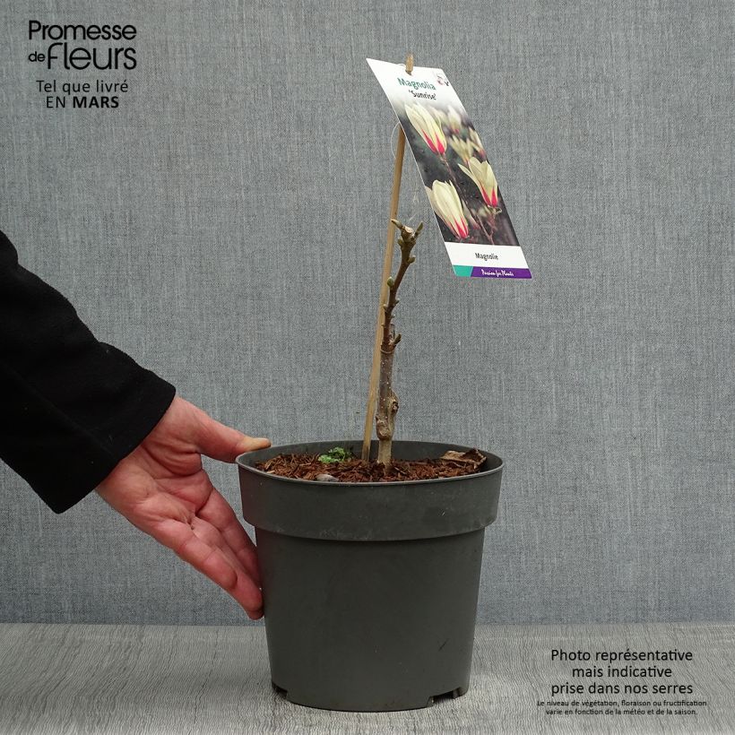 Spécimen de Magnolia denudata Sunrise Pot de 3L/4L tel que livré au printemps