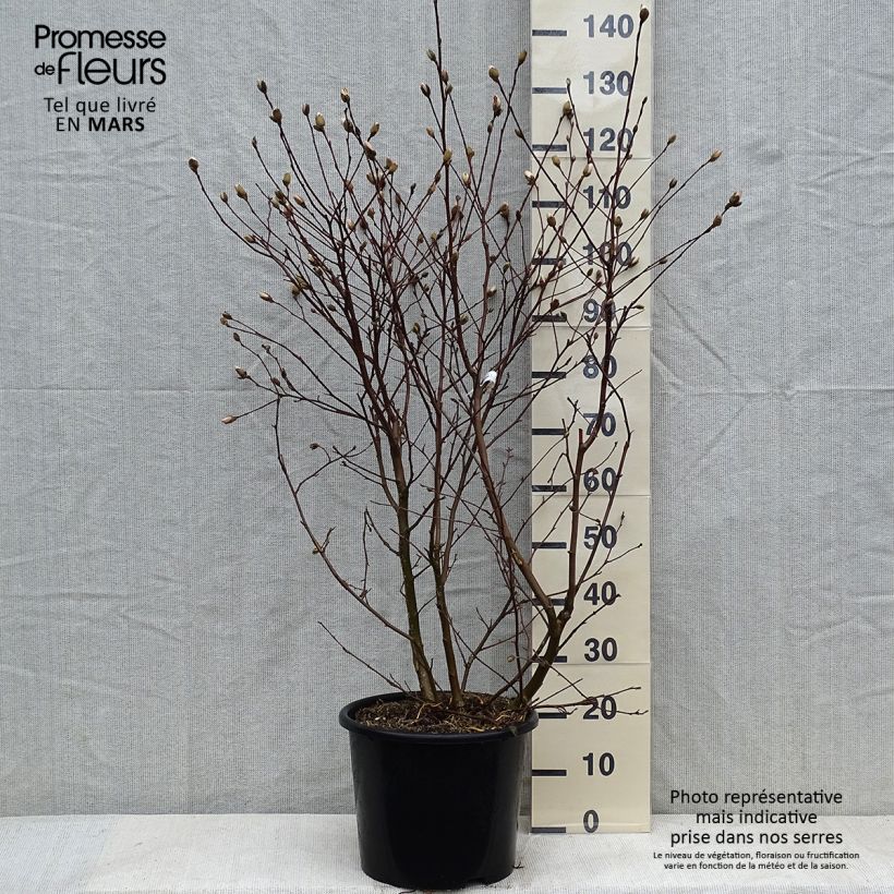Spécimen de Magnolia étoilé - Magnolia stellata Waterlily tel que livré en hiver