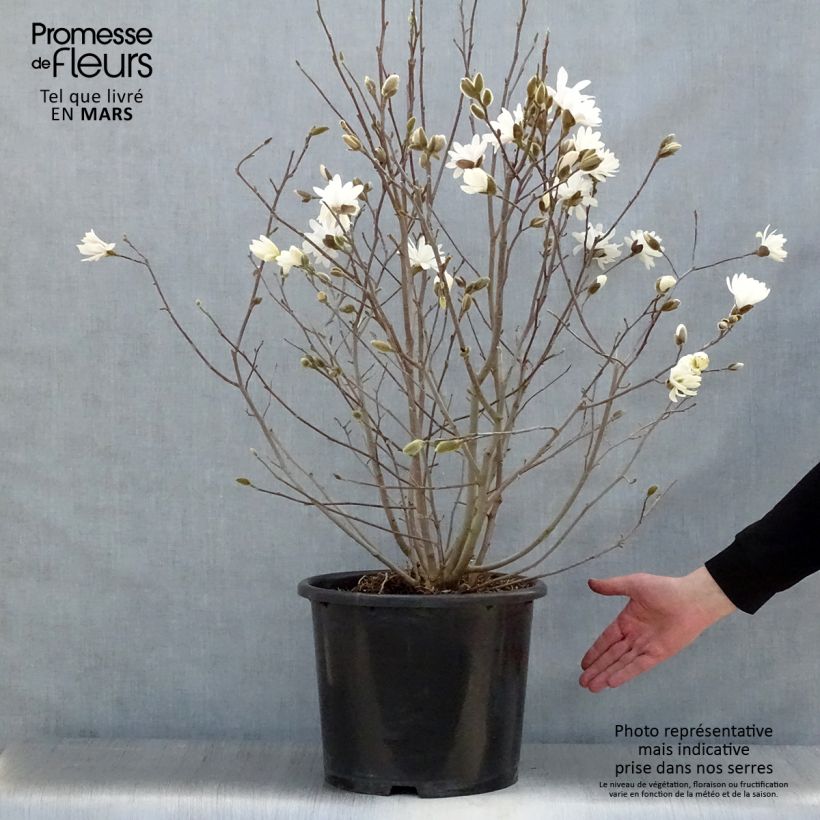 Spécimen de Magnolia étoilé - Magnolia stellata Waterlily en pot de 7.5L/10L tel que livré au printemps