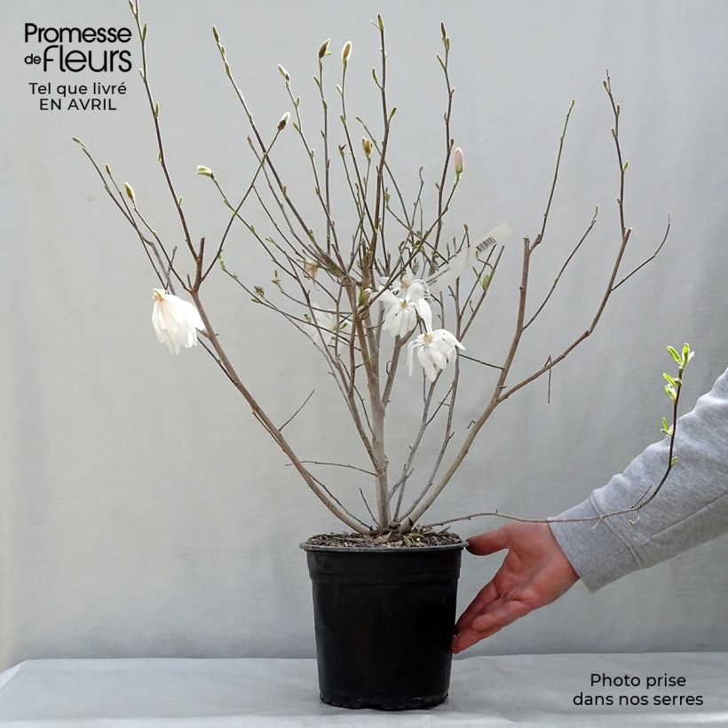 Spécimen de Magnolia étoilé - Magnolia stellata Waterlily en pot de 4L/5L tel que livré au printemps