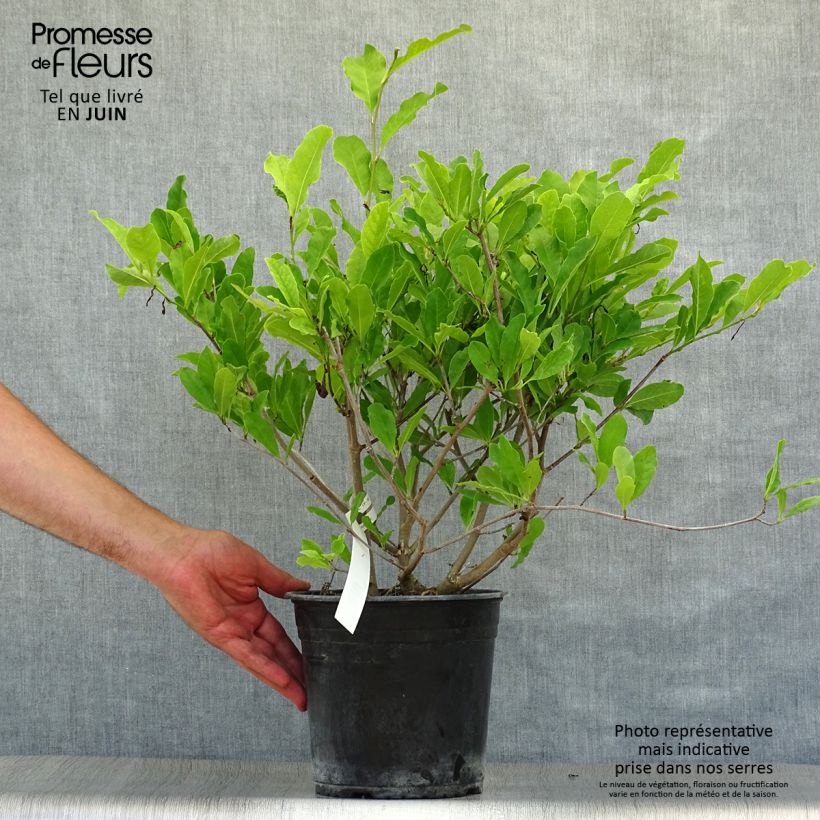 Spécimen de Magnolia étoilé - Magnolia stellata Waterlily Pot de 4L/5L tel que livré en été