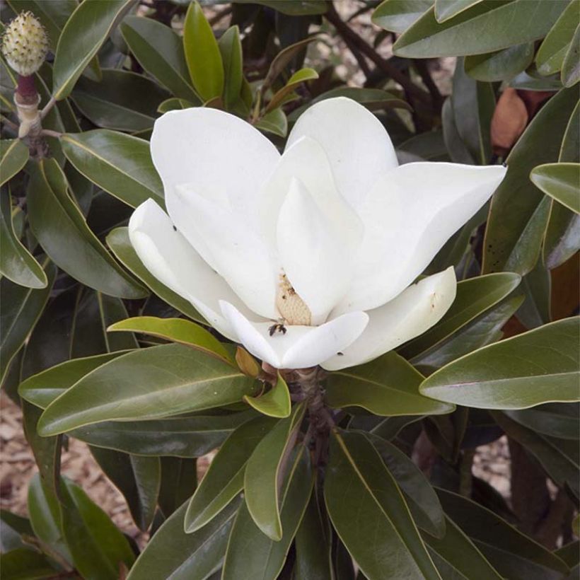 Magnolia grandiflora Alta (Floraison)