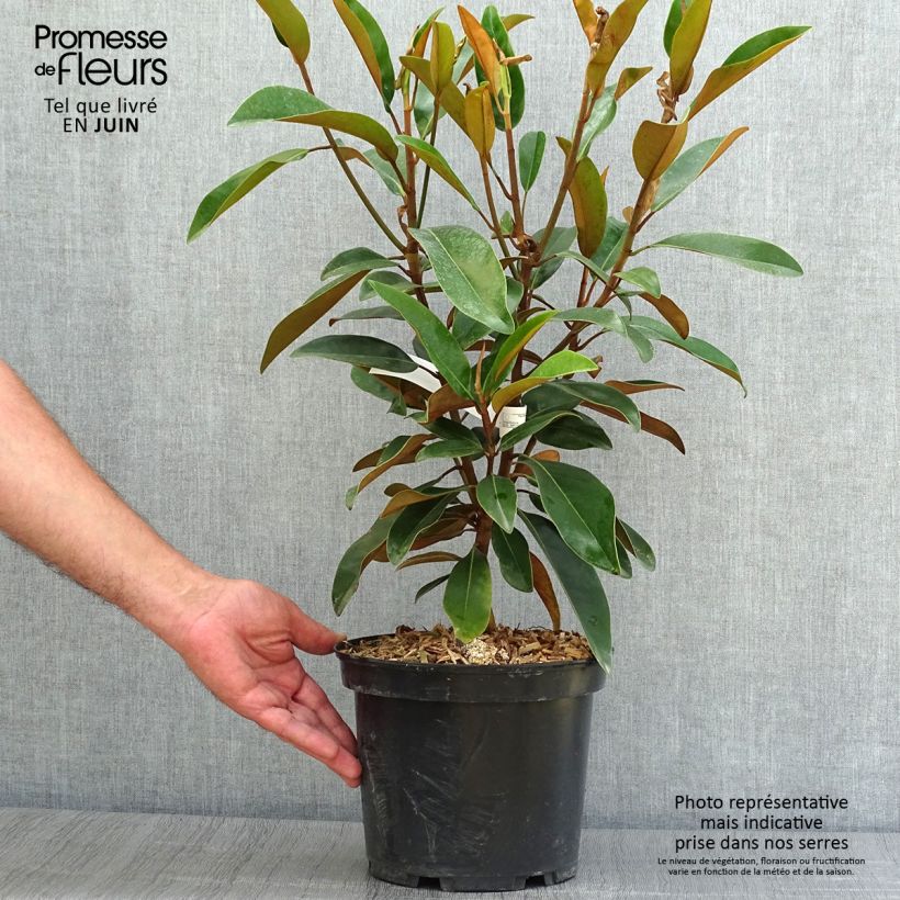 Spécimen de Magnolia grandiflora Alta Pot de 4L/5L tel que livré en été