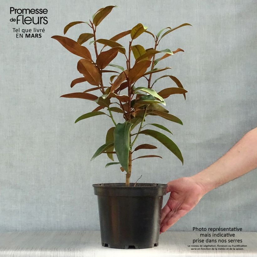 Spécimen de Magnolia grandiflora Alta - Pot de 4L/5L tel que livré au printemps