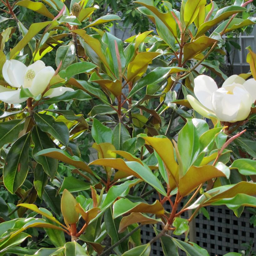 Magnolia grandiflora Bracken's Brown Beauty - Laurier-tulipier (Feuillage)