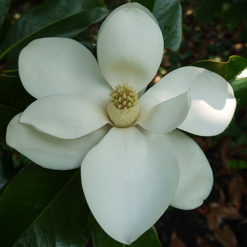 Magnolia grandiflora Bracken's Brown Beauty - Laurier-tulipier (Floraison)