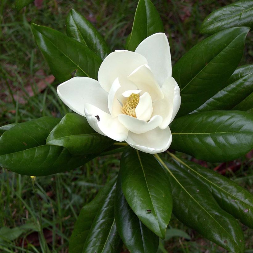 Magnolia grandiflora Ferruginea - Laurier-tulipier (Feuillage)