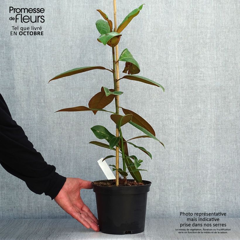 Spécimen de Magnolia grandiflora Ferruginea - Laurier-tulipier Pot de 1,5L/2L tel que livré en automne