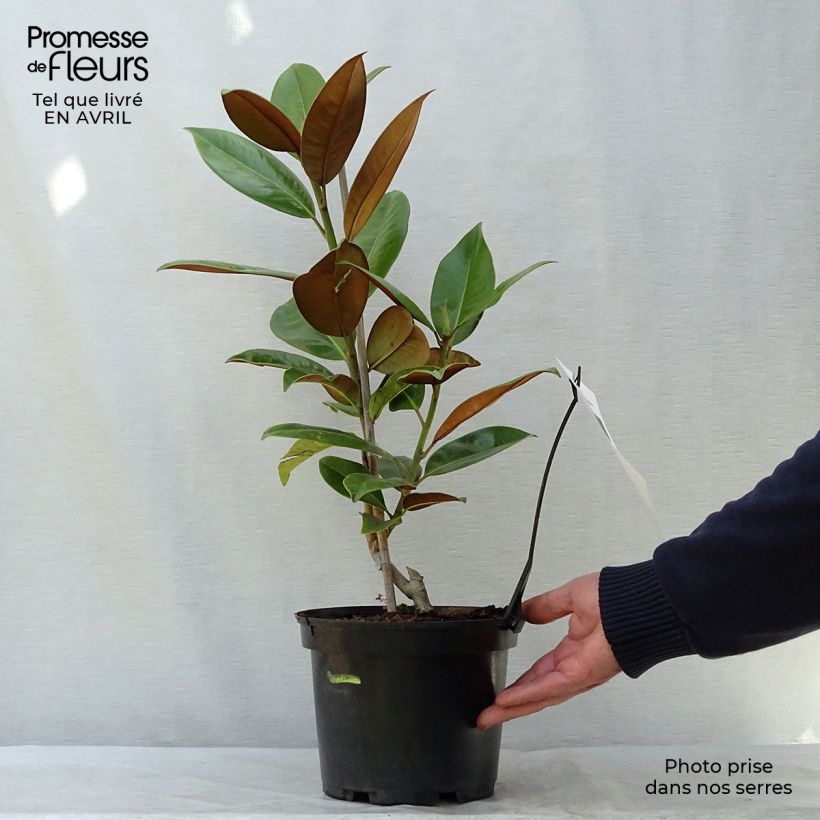 Spécimen de Magnolia grandiflora Galissonière en pot de 4L/5L tel que livré au printemps