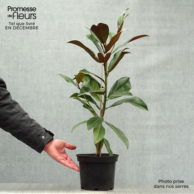 Spécimen de Magnolia grandiflora Galissonière tel que livré en hiver