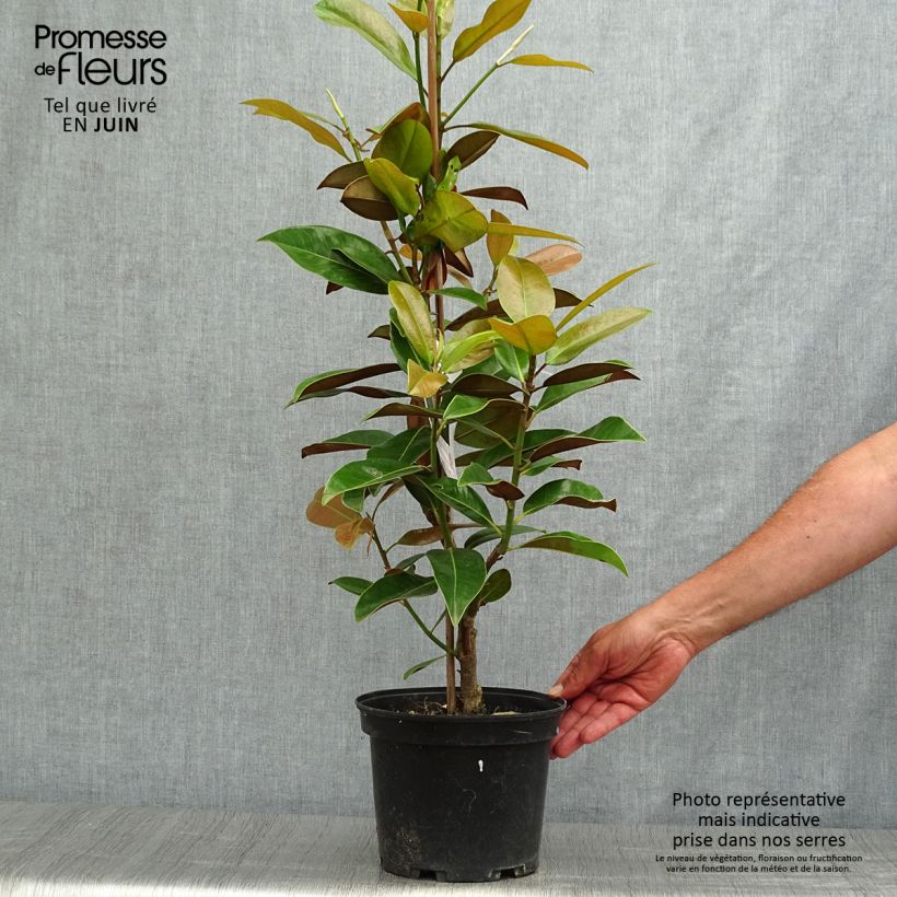 Spécimen de Magnolia grandiflora Galissonière Pot de 4L/5L tel que livré en été