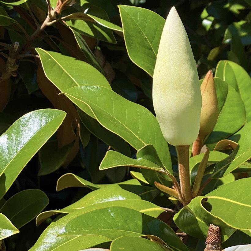 Magnolia grandiflora Goliath - Laurier-tulipier (Feuillage)