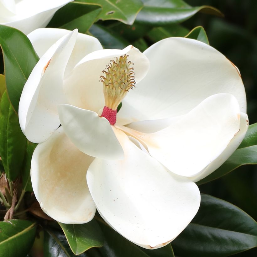 Magnolia grandiflora Goliath - Laurier-tulipier (Floraison)
