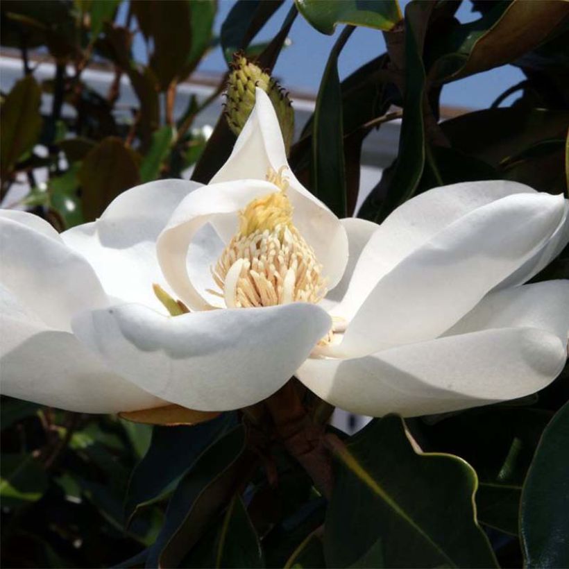 Magnolia grandiflora Little Gem - Magnolia nain (Floraison)