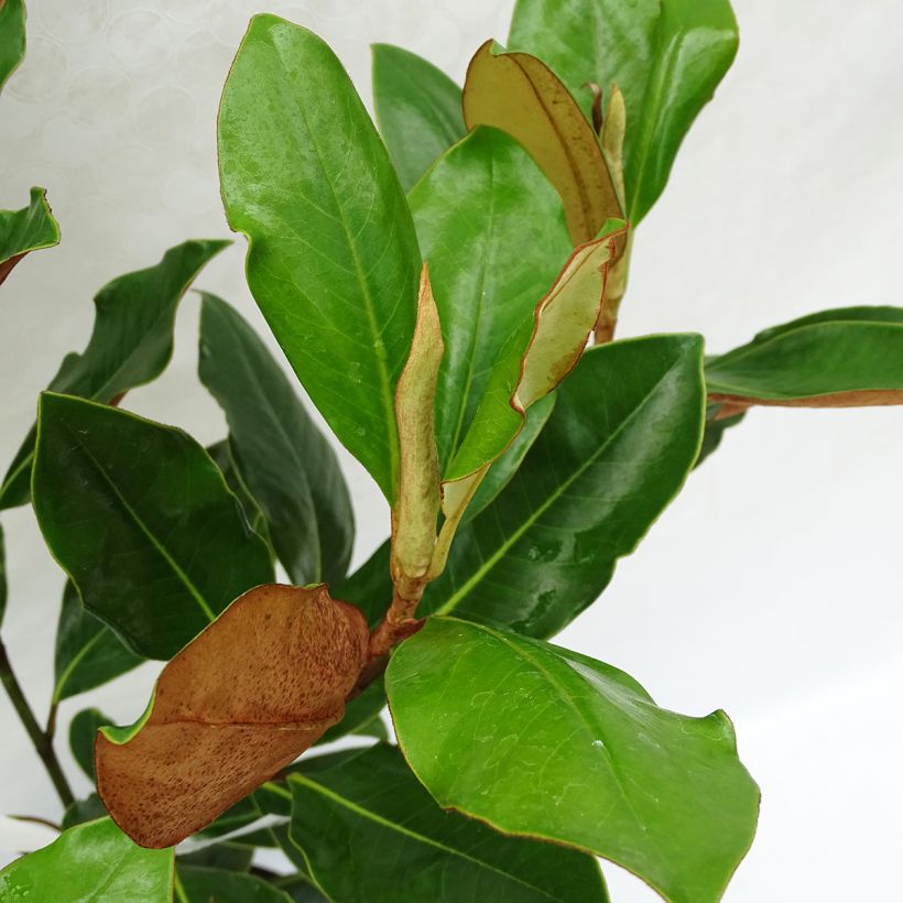 Magnolia grandiflora Little Gem - Magnolia nain (Feuillage)