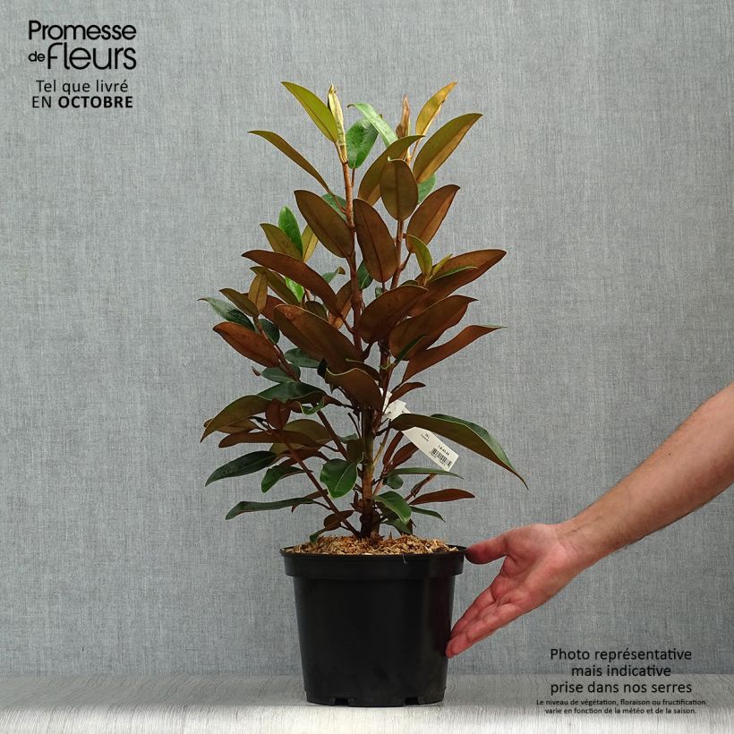 Spécimen de Magnolia grandiflora Little Gem - Magnolia nain Pot de 3L/4L tel que livré en automne