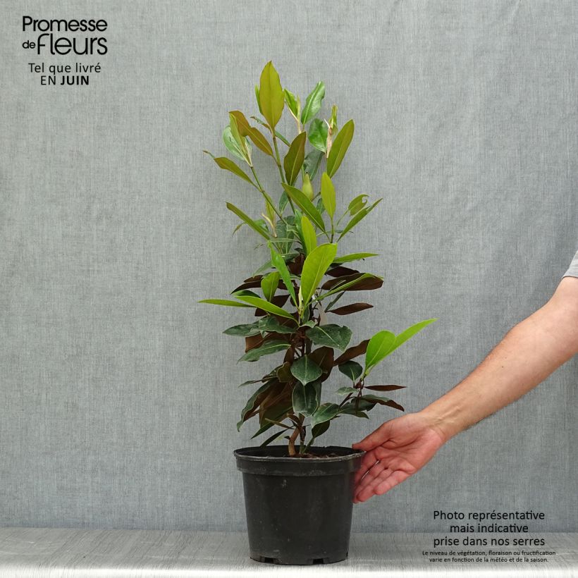 Spécimen de Magnolia grandiflora Little Gem - Magnolia nain Pot de 3L/4L tel que livré en été