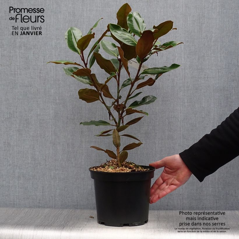 Spécimen de Magnolia grandiflora Little Gem - Magnolia nain tel que livré en hiver