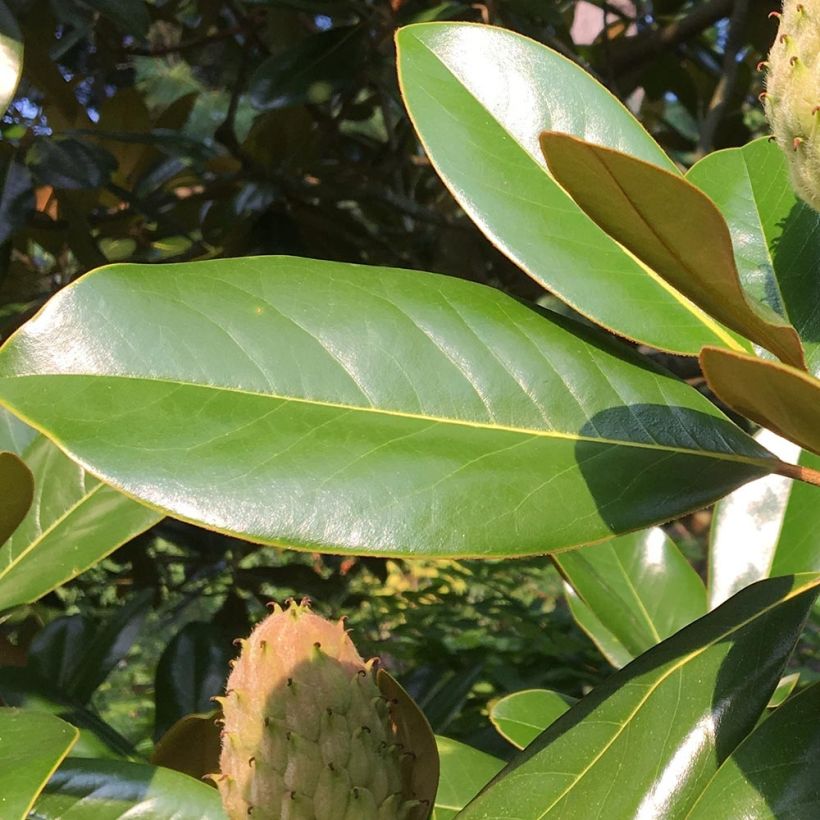 Magnolia grandiflora Purpan (Feuillage)