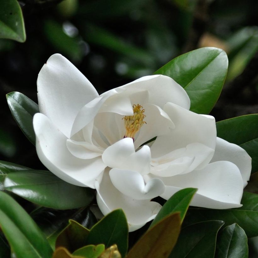 Magnolia grandiflora Purpan (Floraison)