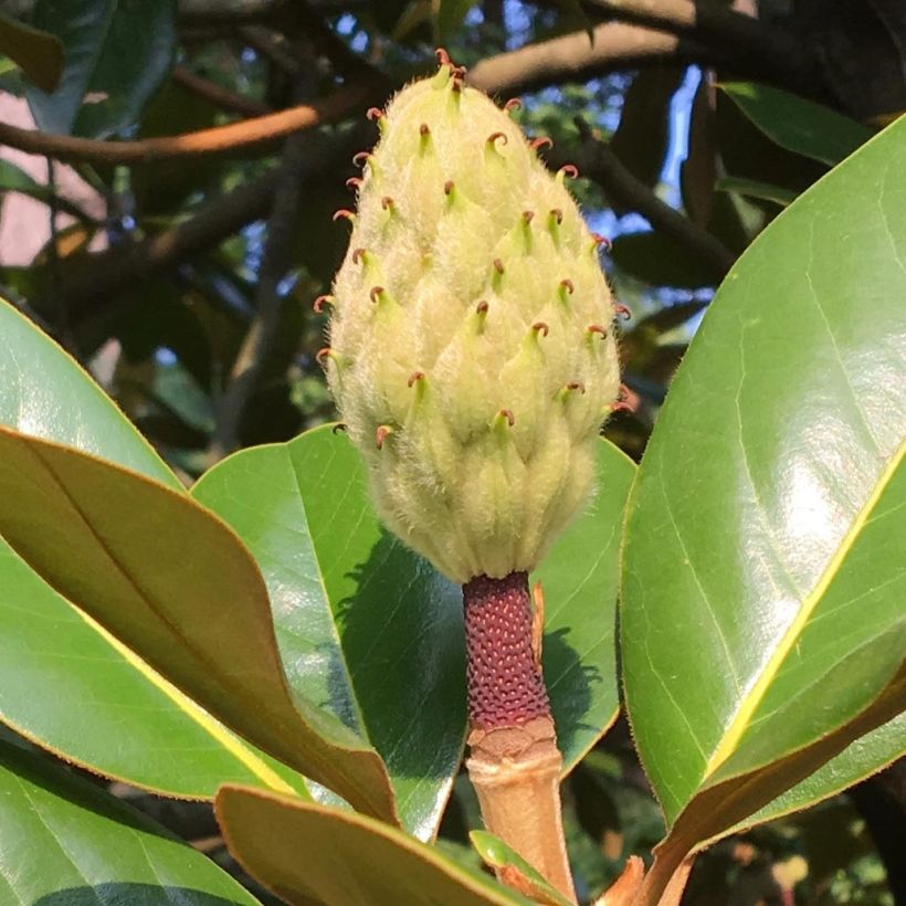 Magnolia grandiflora Purpan (Récolte)