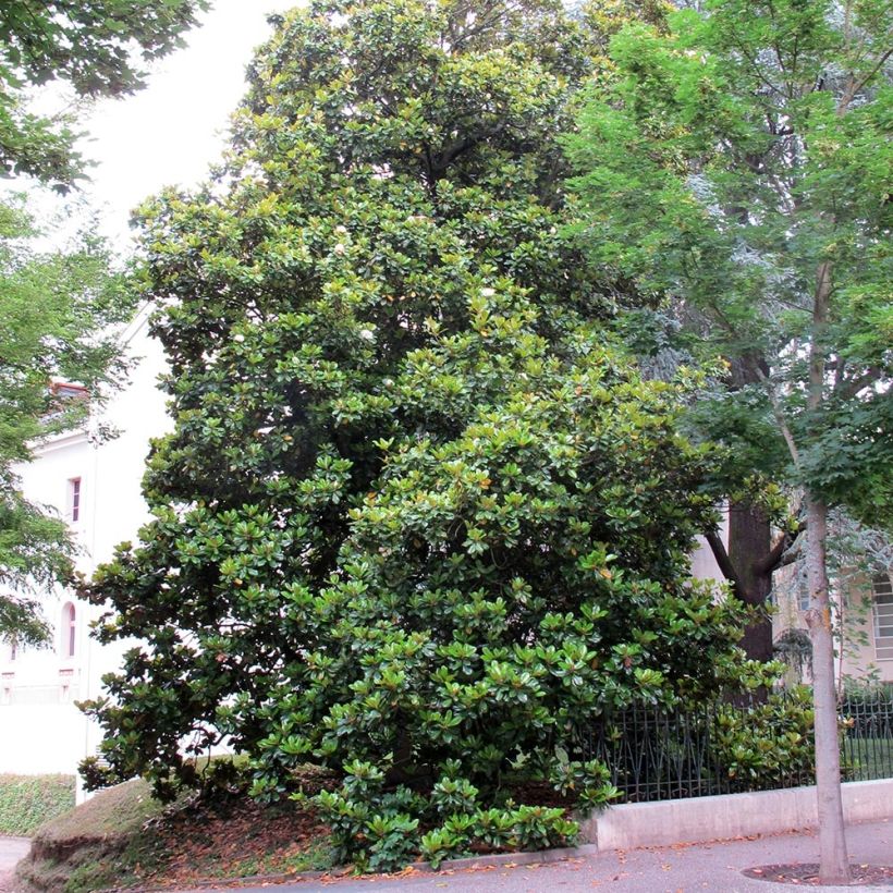 Magnolia grandiflora Treyve (Port)