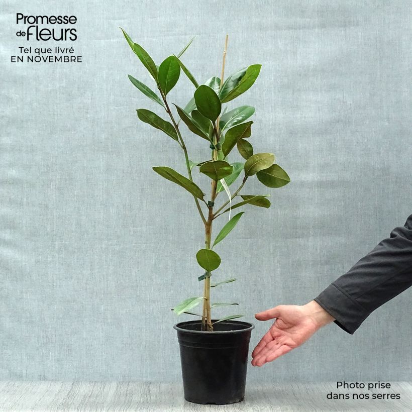 Spécimen de Magnolia grandiflora Treyve tel que livré en automne