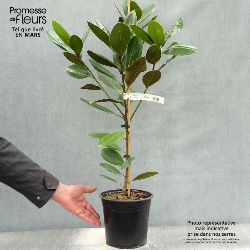 Spécimen de Magnolia grandiflora Treyve en pot de 4/5L tel que livré au printemps
