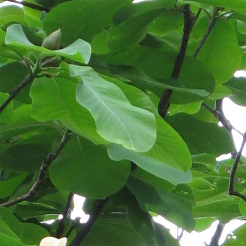 Magnolia hypoleuca (obovata) - Magnolia à grandes feuilles (Feuillage)