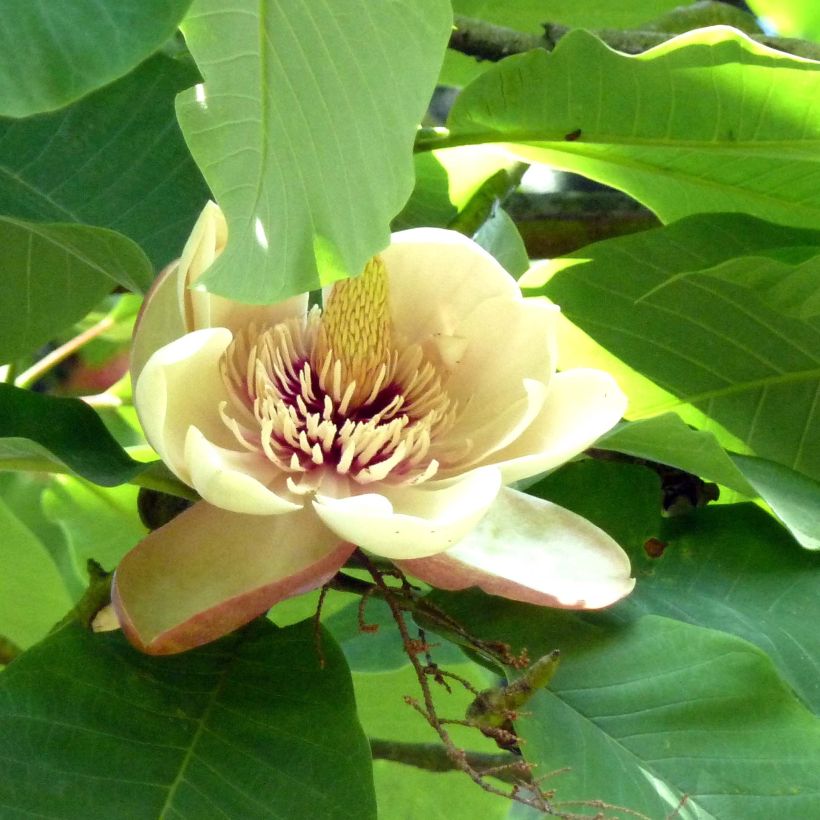 Magnolia hypoleuca (obovata) - Magnolia à grandes feuilles (Floraison)