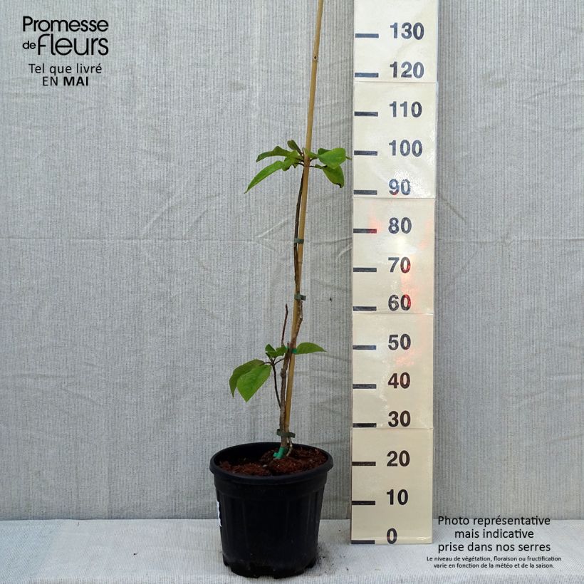 Spécimen de Magnolia hypoleuca (obovata) - Magnolia à grandes feuilles Pot de 4L/5L tel que livré au printemps