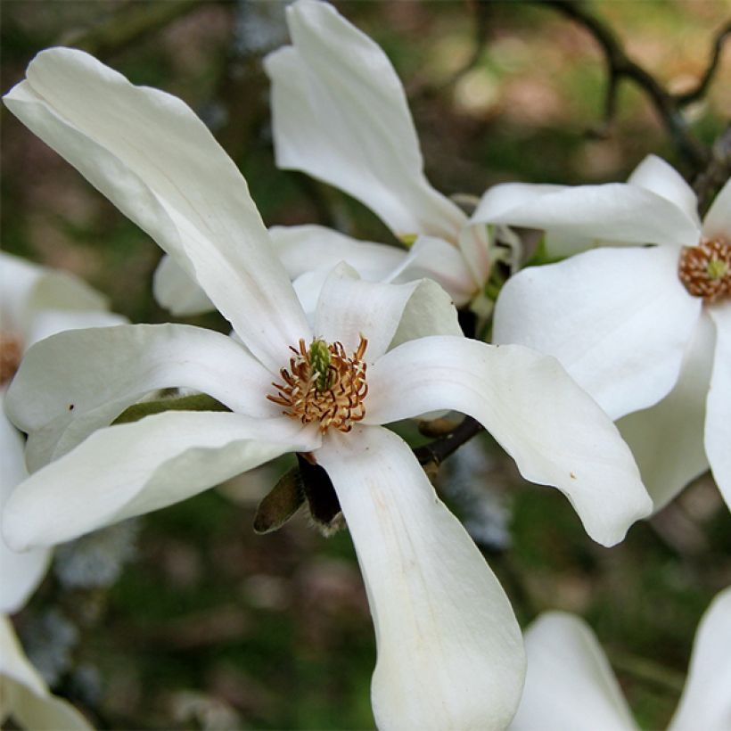 Magnolia kobus - Magnolia de Kobe (Floraison)