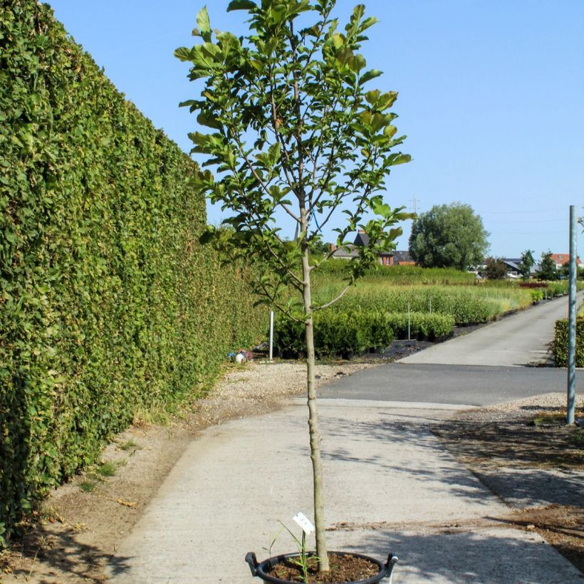 Spécimen de Magnolia kobus - Magnolia de Kobe - Pot de 50L Haute tige 12/14 tel que livré au printemps