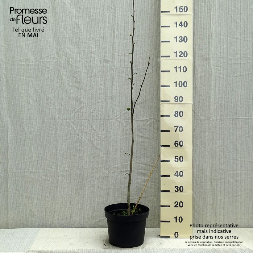 Spécimen de Magnolia kobus - Magnolia de Kobe tel que livré au printemps
