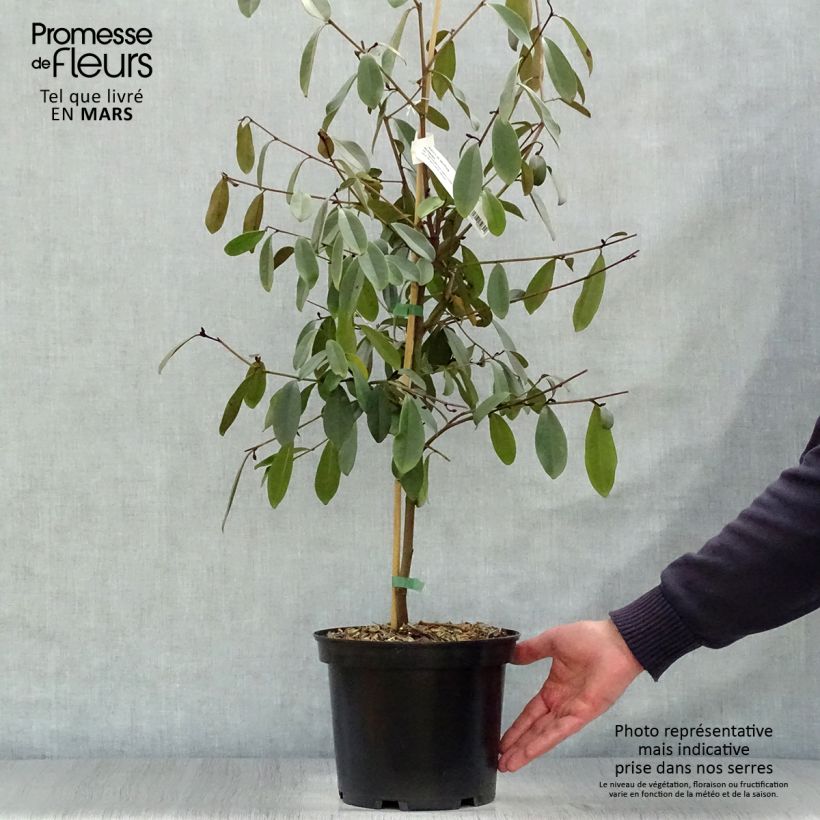 Spécimen de Magnolia laevifolia Achteraan - Michelia yunnanensis Pot de 5L tel que livré au printemps
