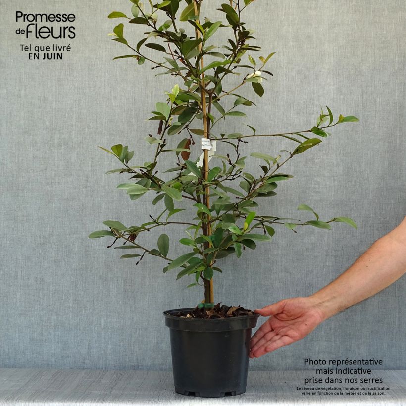 Spécimen de Magnolia laevifolia Achteraan - Michelia yunnanensis Pot de 4L/5L tel que livré en été