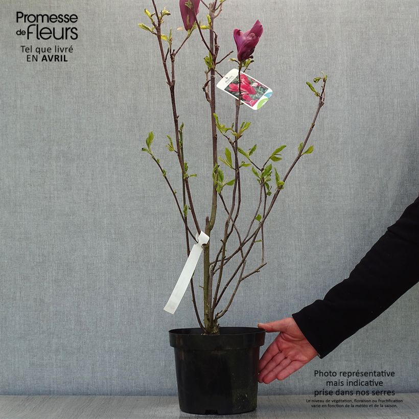 Spécimen de Magnolia liliflora Nigra en pot de 3L/4L tel que livré au printemps